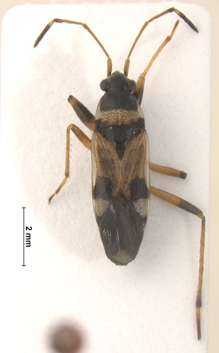 Beosus quadripunctatus