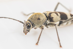 Chlorophorus signaticollis