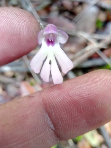 Cynorkis fastigiata observed 2026-07-22