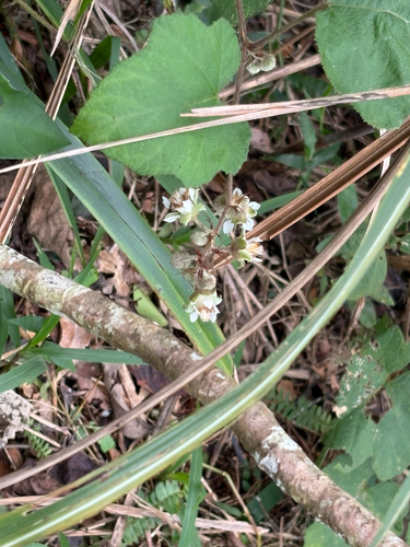 Rubus alceifolius, photograph 2