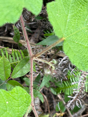 Rubus alceifolius, photograph (c) 黃美滿, some rights reserved (CC BY)