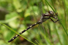 Cordulegaster bilineata