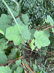 Rubus alceifolius, photograph (c) 黃美滿, some rights reserved (CC BY)