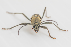 Chlorophorus signaticollis