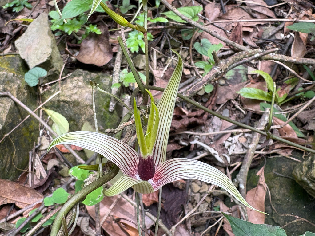 Stemona tuberosa; photograph (c) 黃美滿, some rights reserved (CC BY)