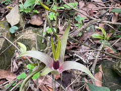 Stemona tuberosa