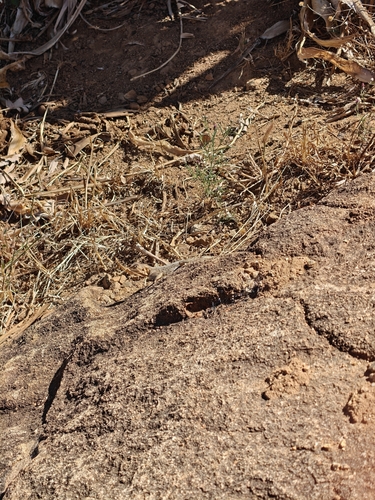 Kirk's Rock Agama