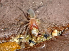Desidae