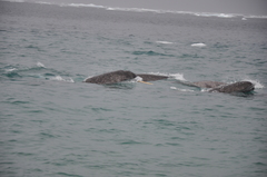 Monodon monoceros