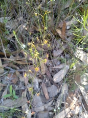 Drosera peltata