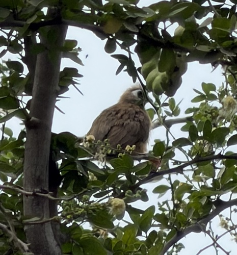 Speckled Mousebird