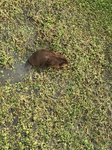 American Beaver photographed in California