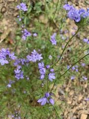 Gilia achilleifolia