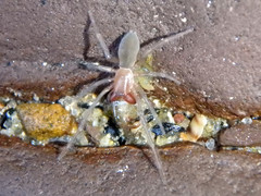 Desidae