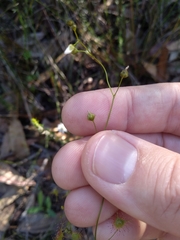 Drosera peltata