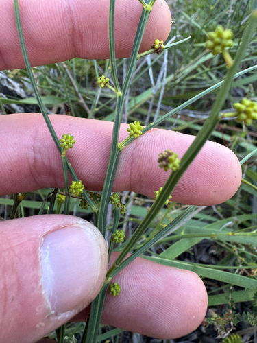 Acacia extensa