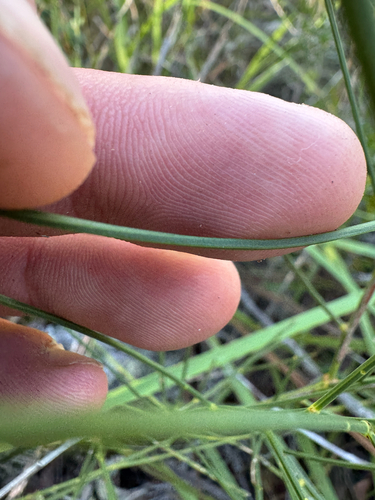 Acacia extensa, photograph 5