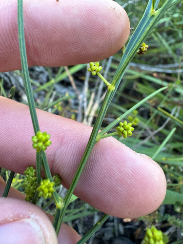 Acacia extensa, photograph 3