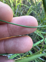 (c) Tyler Anthony, some rights reserved (CC BY) Acacia extensa, photograph (c) Tyler Anthony, some rights reserved (CC BY)