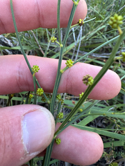 (c) Tyler Anthony, some rights reserved (CC BY) Acacia extensa, photograph (c) Tyler Anthony, some rights reserved (CC BY)
