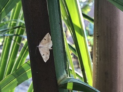 Hemeroplanis scopulepes