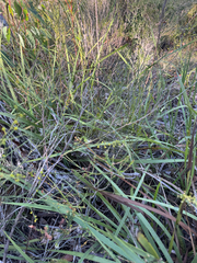 Acacia extensa, photograph (c) Tyler Anthony, some rights reserved (CC BY)
