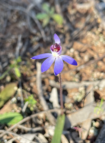 blue finger-orchid