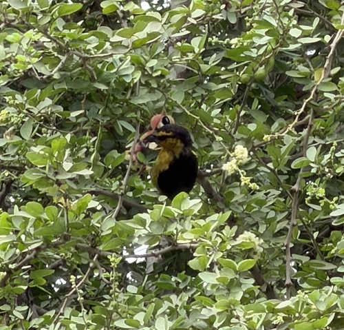 Black-necked Weaver