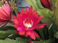 Disocactus ackermannii