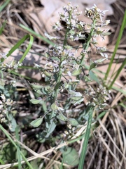 Noccaea fendleri