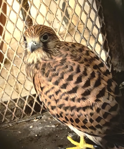 Eurasian Kestrel