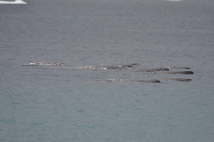 Monodon monoceros
