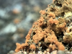 Metatrichia