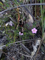 Euryomyrtus ramosissima ramosissima