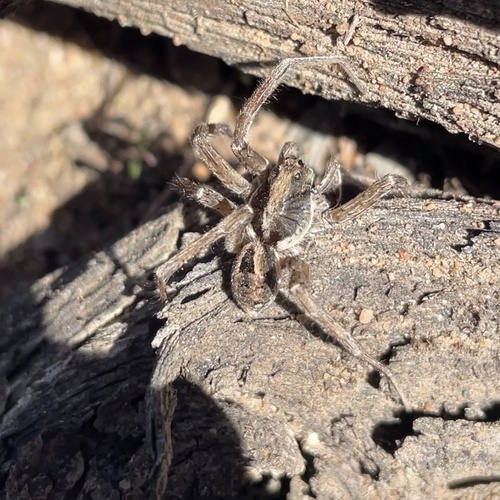 Variable Wolf Spider