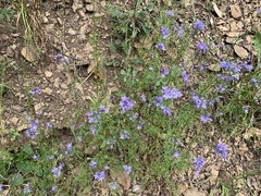 Gilia achilleifolia