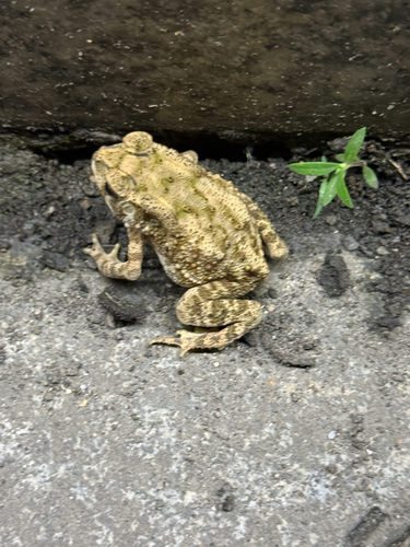 Asian Common Toad