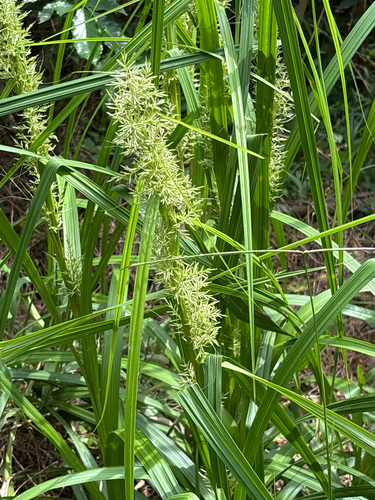 Carex cruciata, photograph 4