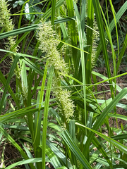 (c) 黃美滿, some rights reserved (CC BY) Carex cruciata, photograph (c) 黃美滿, some rights reserved (CC BY)