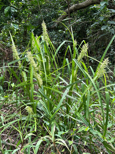 Carex cruciata, photograph 5