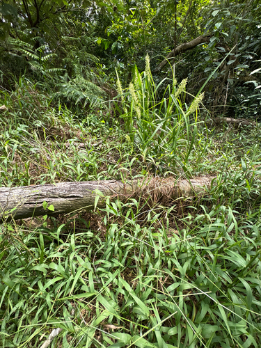 Carex cruciata, photograph 6