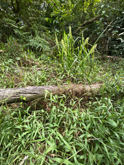 Carex cruciata, photograph (c) 黃美滿, some rights reserved (CC BY)