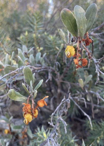 seven dwarfs grevillea