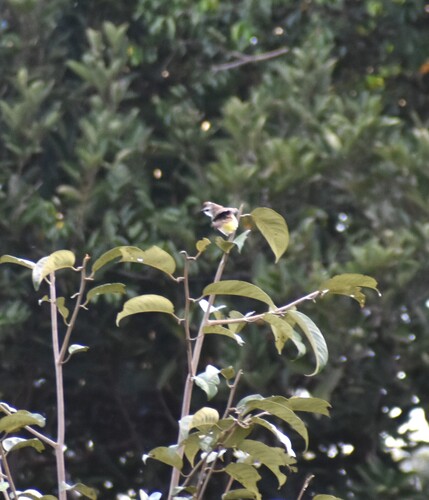 Prinia familiaris observed 2026-05-09