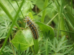 Melitaea didyma