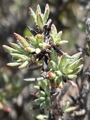 Eriogonum wrightii dentatum