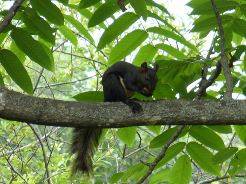 Manchurian Red Squirrel