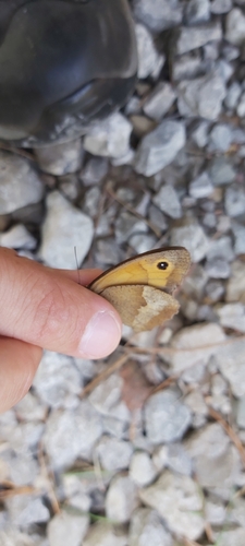Meadow Brown