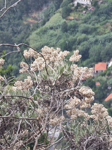 Helichrysum melaleucum, photograph 6