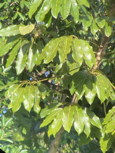 Australian Umbrella Tree